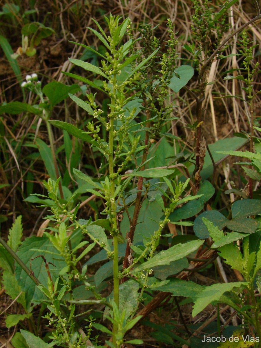 Dysphania ambrosioides (L.) Mosyakin & Clemants